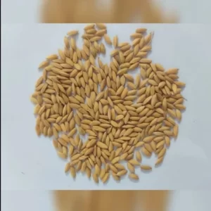Natural Paddy