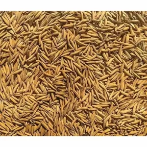 Paddy Rice