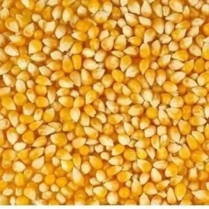 Natural Maize